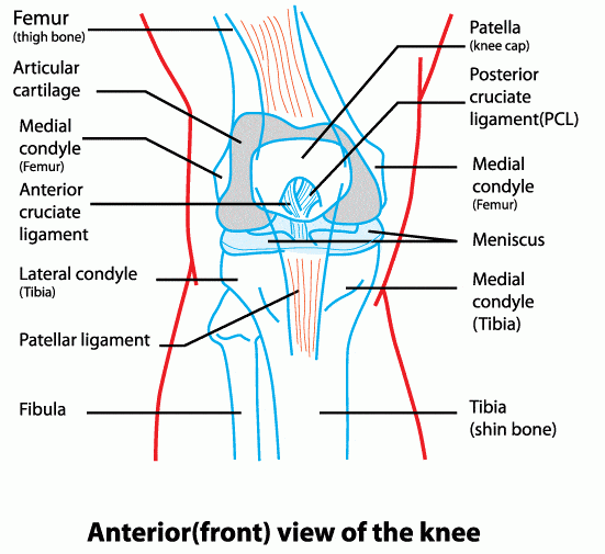 Articular Cartilage Damage - Docpods Australia