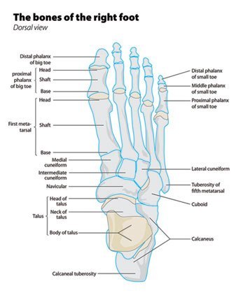 Cuboid Syndrome - Docpods Australia