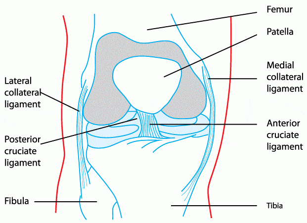 Lateral Knee Ligament Sprain - Docpods Australia