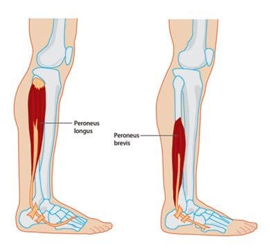 Peroneal Muscle Anatomy Docpods Australia