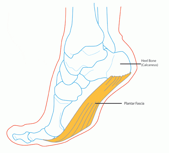 plantar-fascia-anatomy-docpods-australia