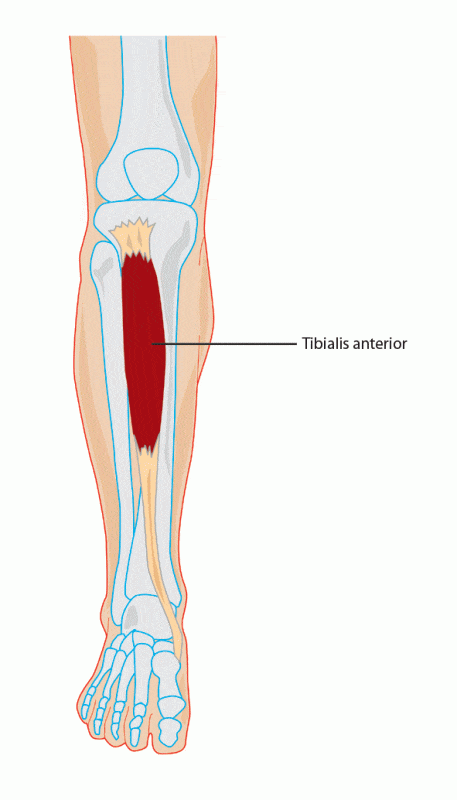 Tibialis Anterior Anatomy Docpods Australia